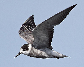 Svarttärna - Chlidonias niger - Black Tern