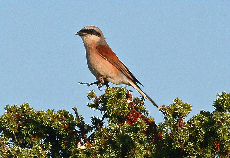Törnskata (Red-backed Shrike), Södra Lunden, Ottenby, Öland