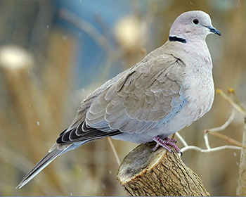 Turkduva - Streptophelia decaocto - Collared Dove
