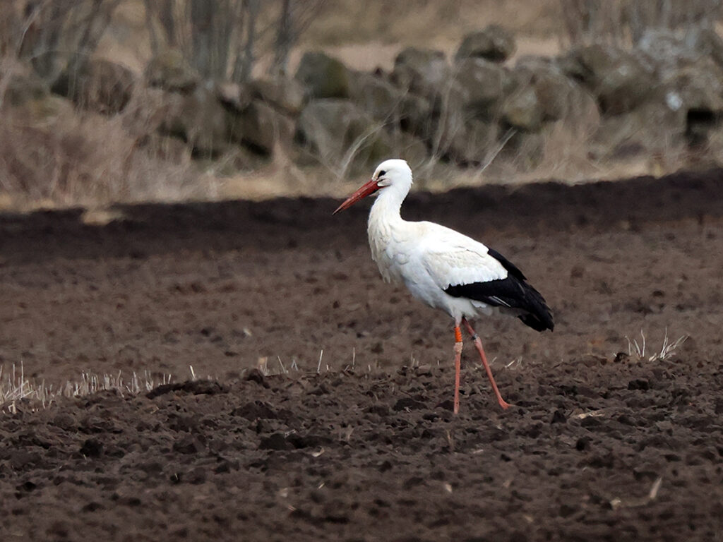 Vit stork (White Stork) vid Tostes. Träslöv utanför Varberg 