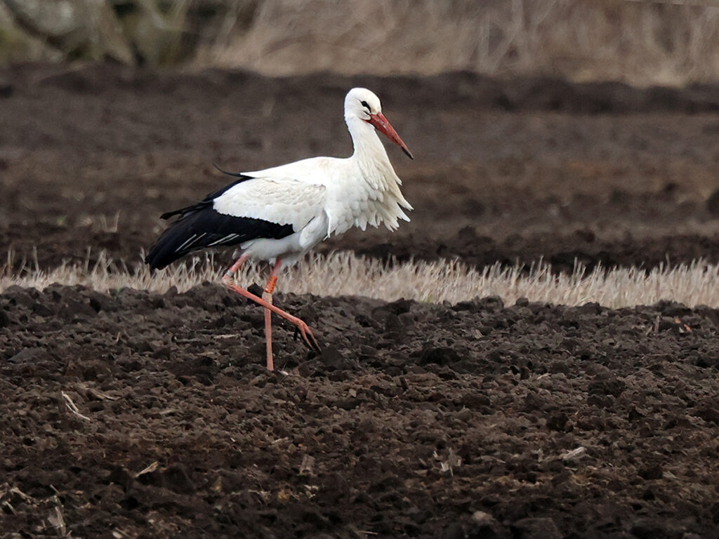 Vit stork (White Stork) vid Tostes. Träslöv utanför Varberg