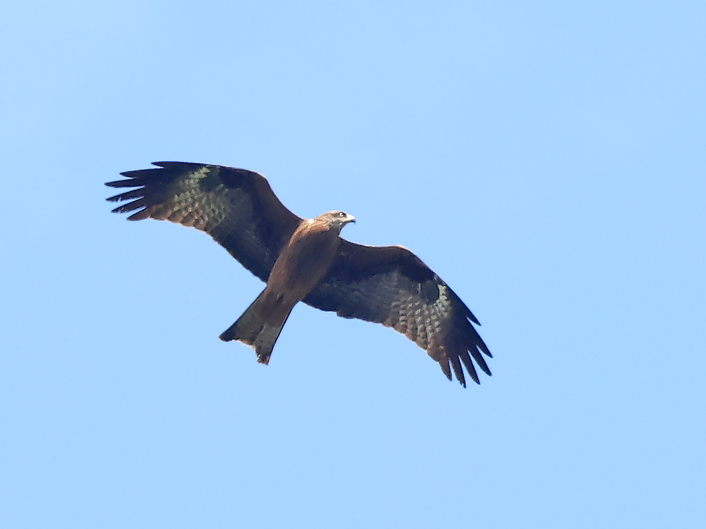 Brun glada - Milvus migrans -. Black Kite vid Högryd, Halland
