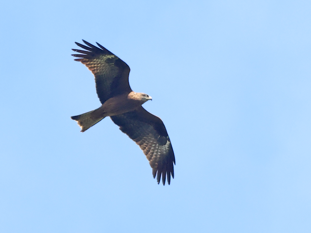 Brun glada - Milvus migrans - Black Kite vid Högryd, Halland