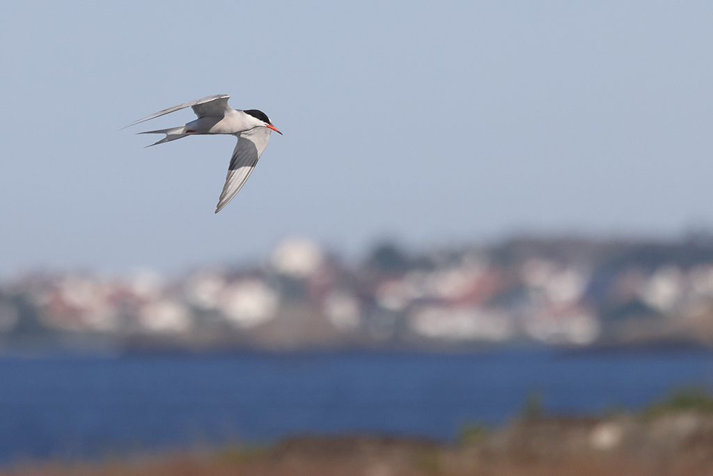 Fisktärna - Sterna hirundo - Common Tern vid Haga Kile, Göteborg