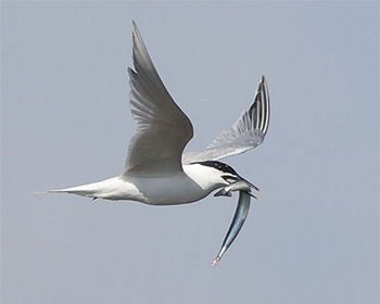 Kentsk tärna (Sandwich Tern) vid Båtafjorden, Halland
