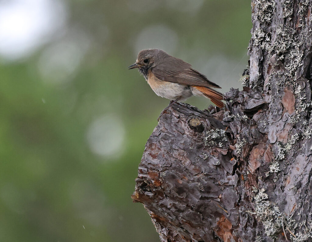 Rödstjärt (Common Redstart) vid Gävunda i Dalarna