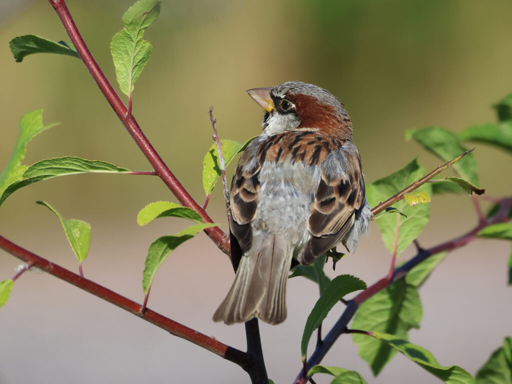 Gråsparv (House Sparrow) vid Stora Amundö, Göteborg