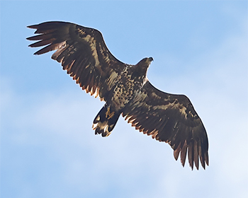 Havsörn (White-tailed Eagle) vid Börringesjön, Skåne