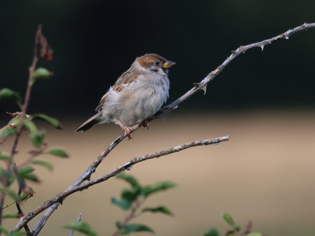 Pilfink (Tree Sparrow) vid Stora Amundö, Göteborg