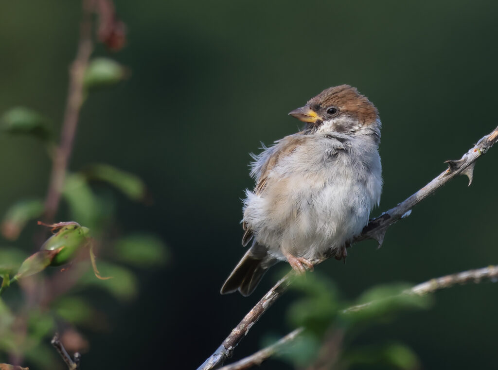 Pilfink (Tree Sparrow) vid Stora Amundö, Göteborg
