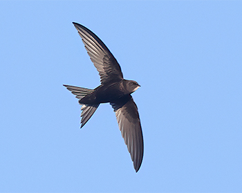 Tornseglare (Common Swift) vid Stora Amundö, Göteborg