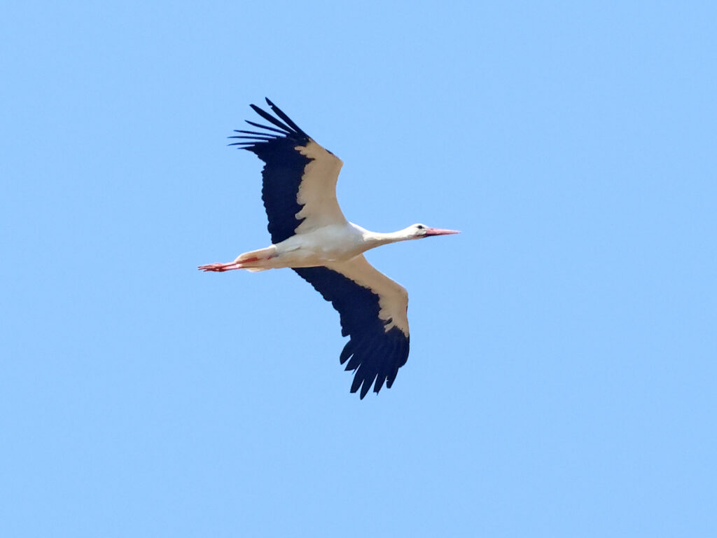 Vit stork (White Stork) vid Backåkra, Skåne