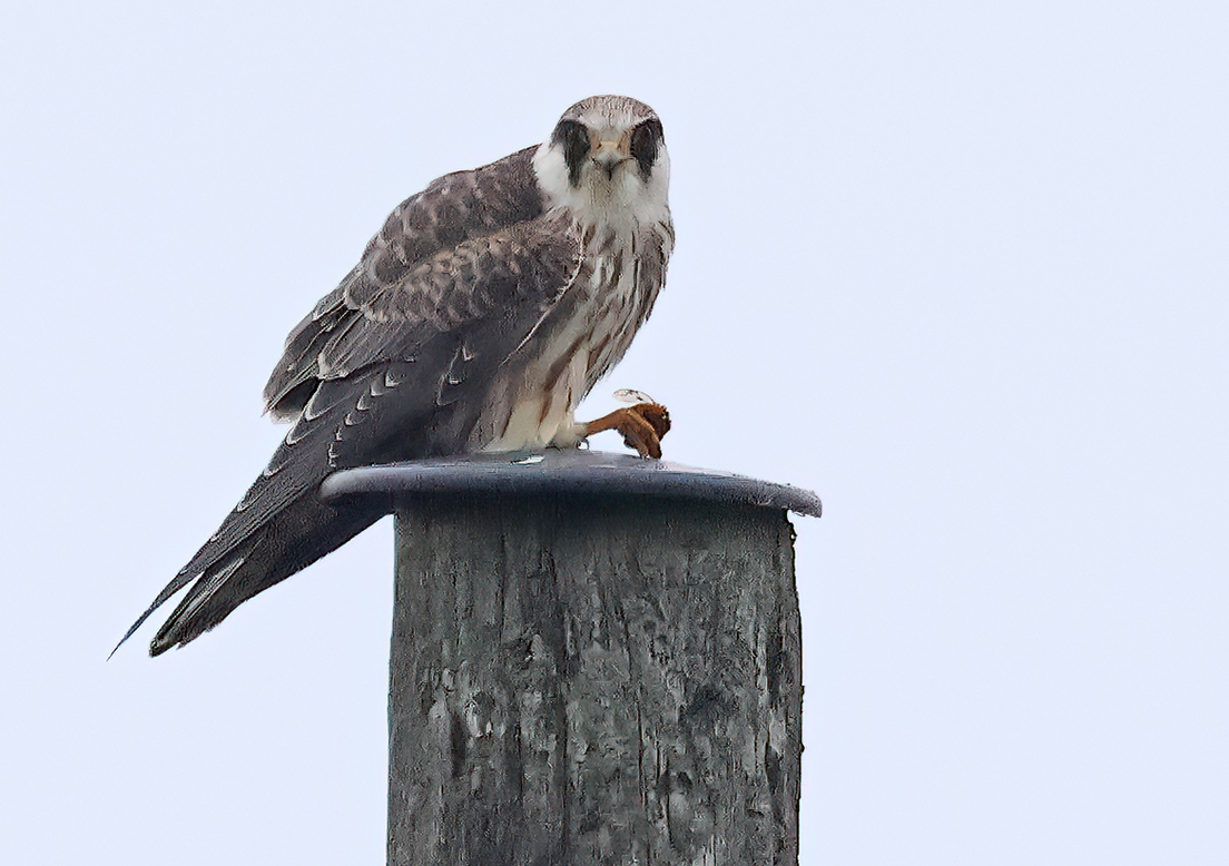 Aftonfalk (Red-footed Falcon) vid Lagmansholmen, Hisingen