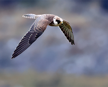 Aftonfalk (Red-footed Falcon) vid Lagmansholmen, Hisingen