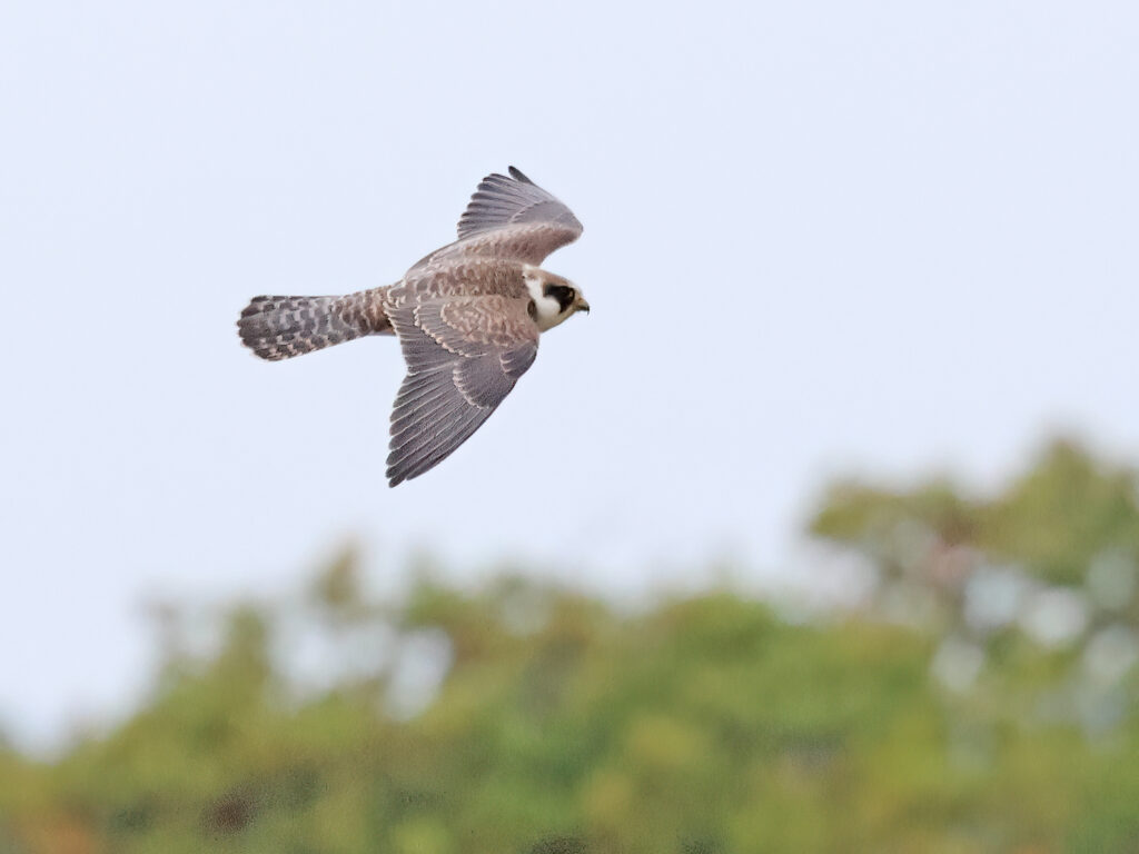 Aftonfalk (Red-footed Falcon) vid Lagmansholmen, Hisingen norr om Göteborg