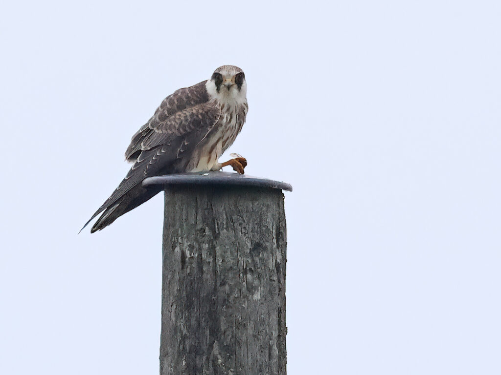 Aftonfalk (Red-footed Falcon) vid Lagmansholmen, Hisingen norr om Göteborg