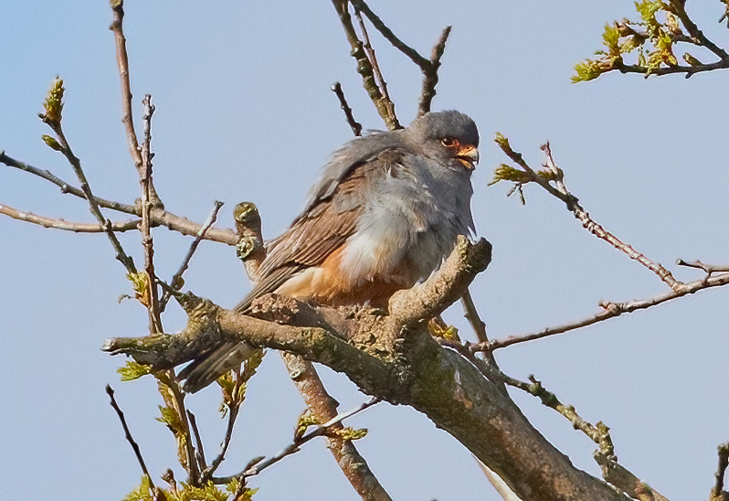 Aftonfalk (Red-footed Falcon), Kronogård, Falkenberg 