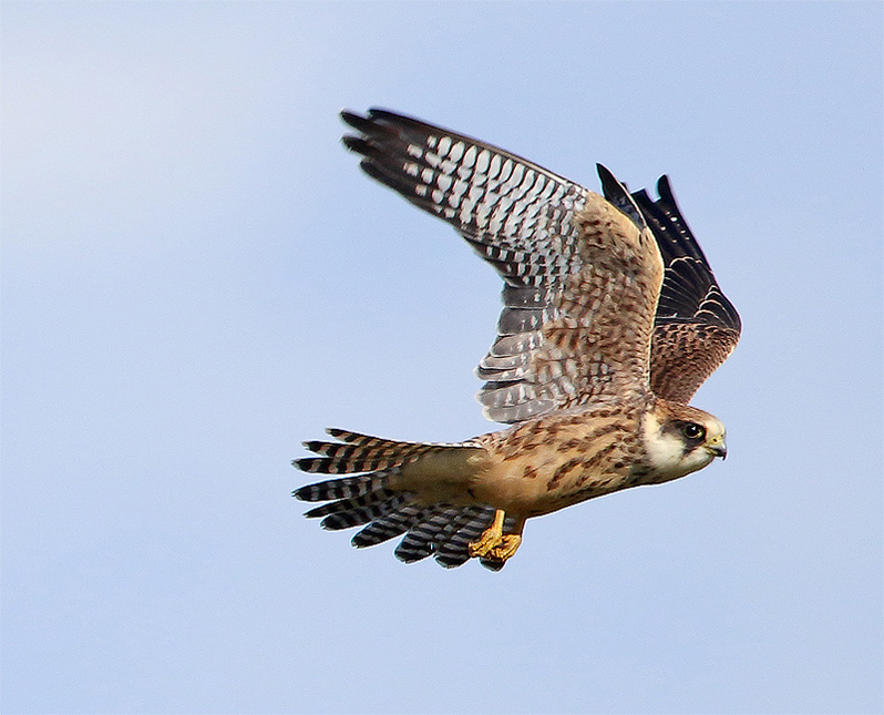 Aftonfalk (Red-footed Falcon), Södra Näs, Varberg, Halland 
