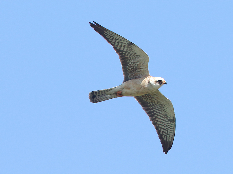 Aftonfalk (Red-footed Falcon), Ebbelunda, Mörbylånga, Öland