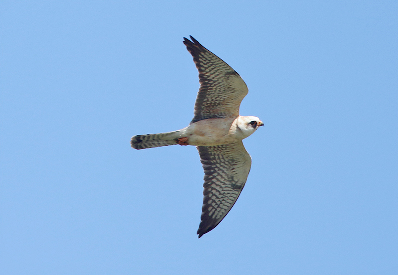 Aftonfalk (Red-footed Falcon), Ebbelunda, Mörbylånga, Öland