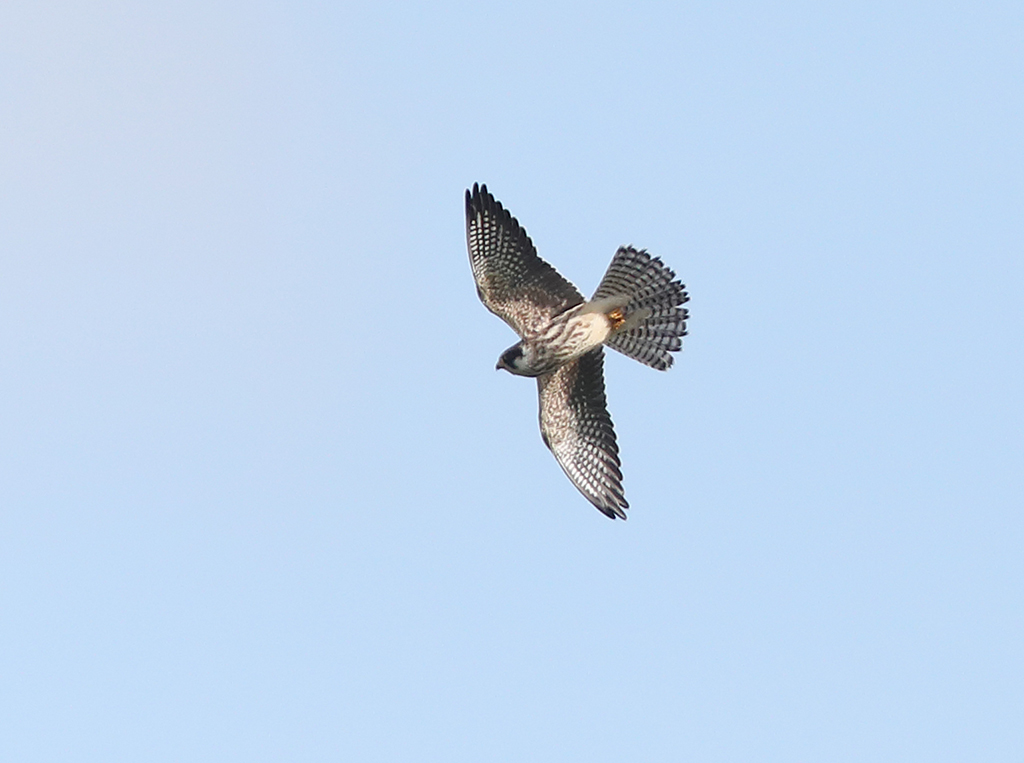 Aftonfalk (Red-footed Falcon) vid Björnhults golfbana, Falkenberg, Halland