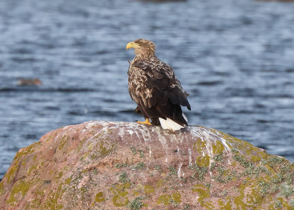 Havsörn (White-tailed Eagle) vid Västrevet, Ölands Södra Udde
