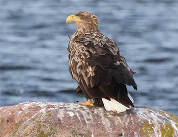 Havsörn (White-tailed Eagle längs fyrvägen Ölands södra udde