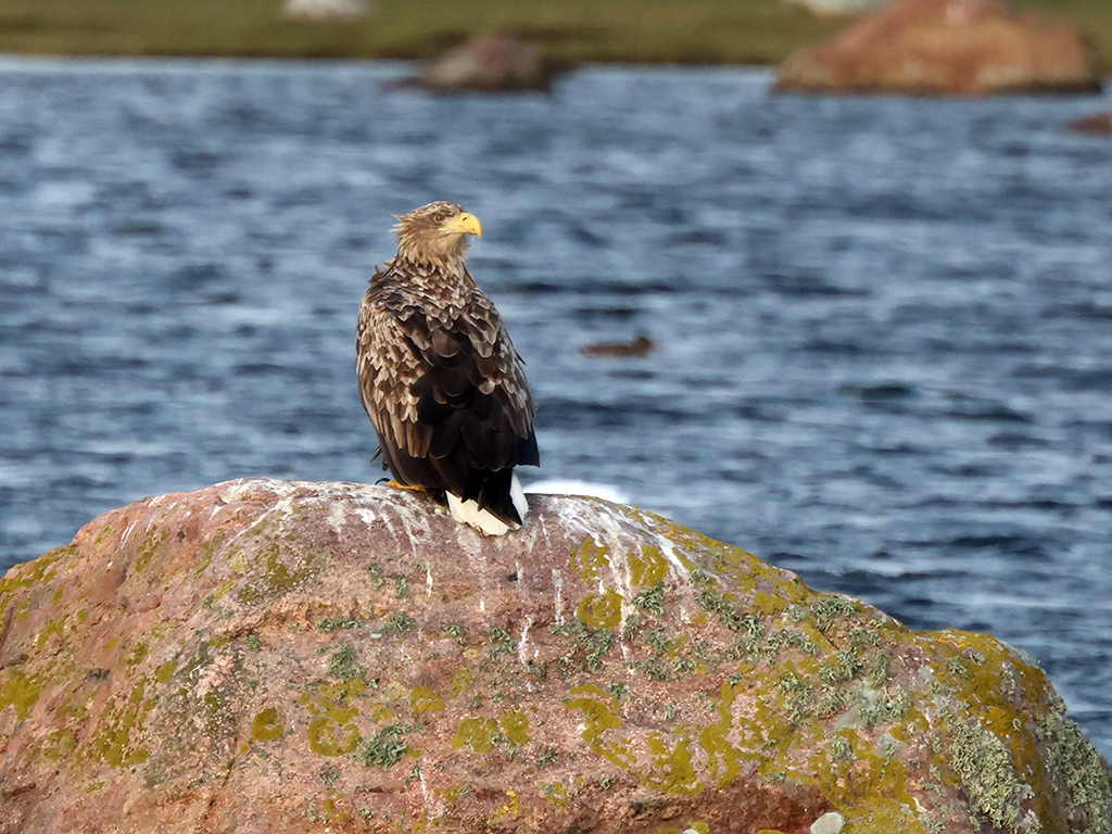 Havsörn (White-tailed Eagle) vid Västrevet, Ölands Södra Udde