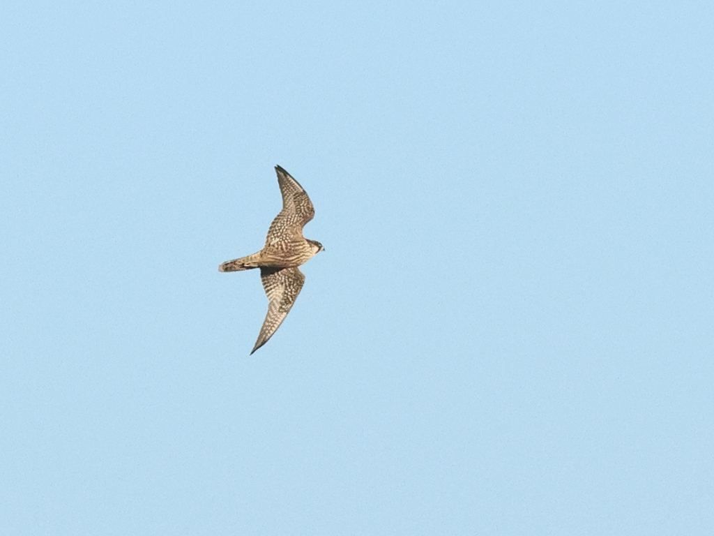 Pilgrimsfalk (Peregrine Falcon) strax söder om Gräsgård, Öland