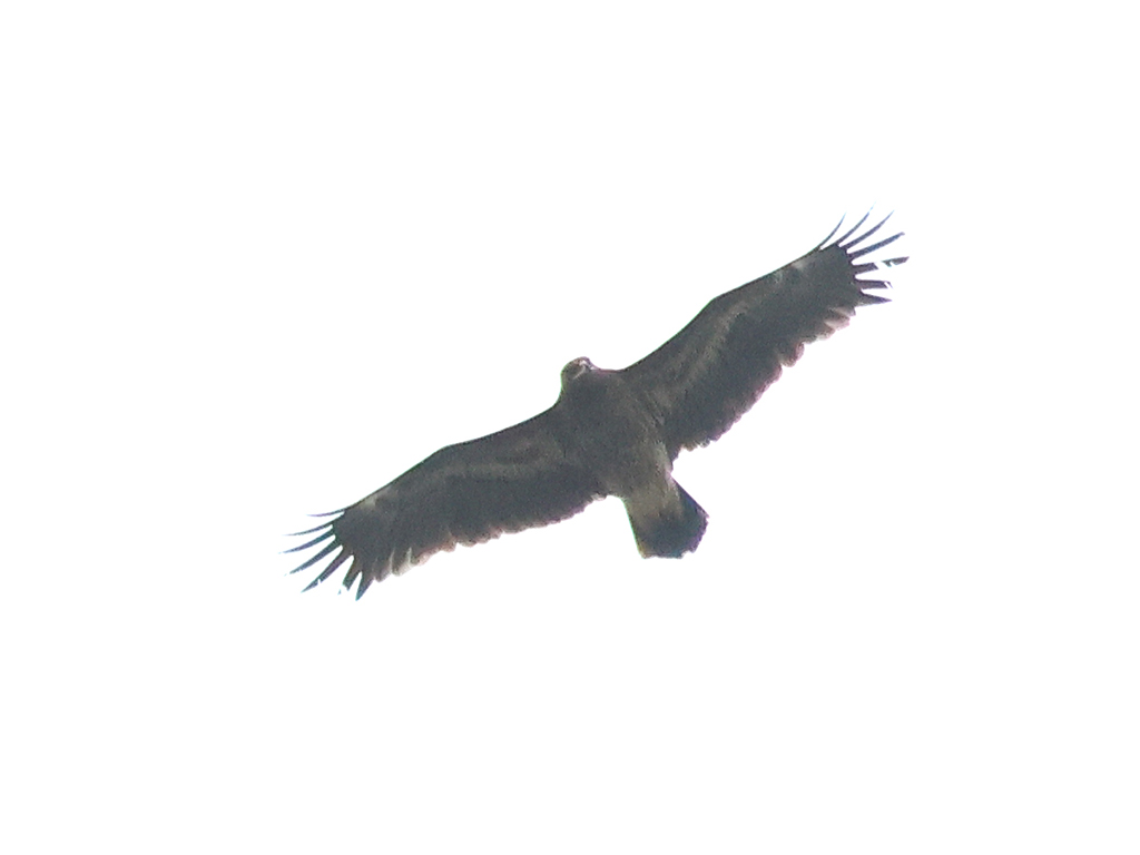 Större skrikörn (Greater Spotted Eagle) vid Össbyskogen, Öland 14/10/2022