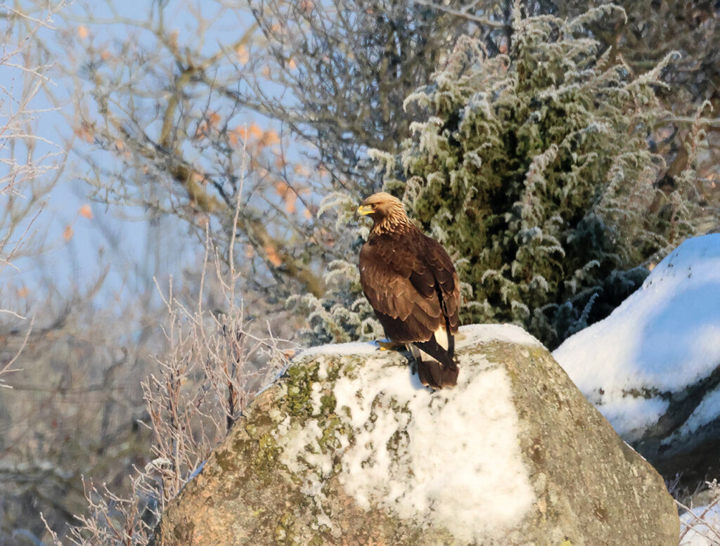 Kungsörn (Golden Eagle) 1 K vid Askeby, norra Hisingen