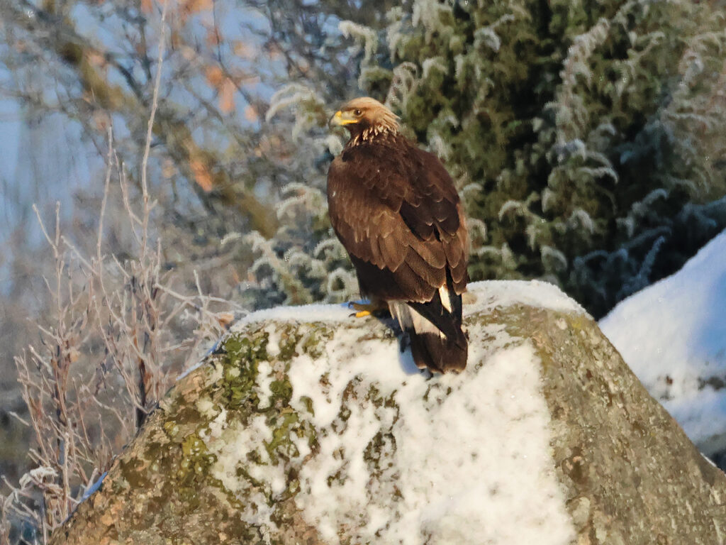 Kungsörn (Golden Eagle) 1 K vid Askeby, norra Hisingen