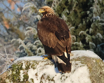Kungsörn (Golden Eagle) vid Askeby på norra Hisingen