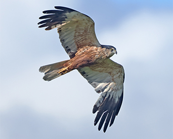 Brun kärrhök - Circus aeruginosus - Marsh Harrier