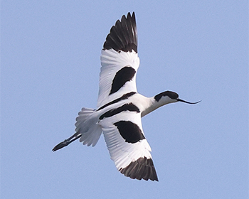 Skärfläcka - Recurvitostra avosetta - Avocet