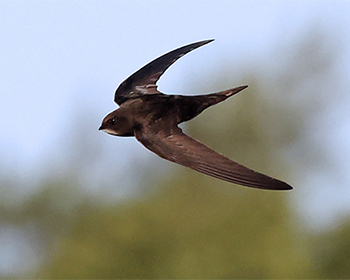 Tornseglare - Apus apus - Common Swift
