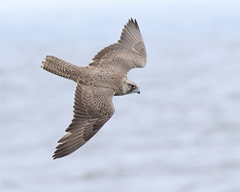Jaktfalk (Gyr Falcon) vid Agerör utanför Falkenberg, Halland