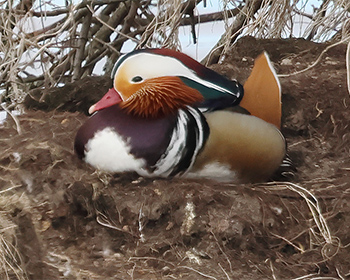 Mandarinand (Mandarine Duck) vid Getteröns naturreservat utanför Varberg, Halland