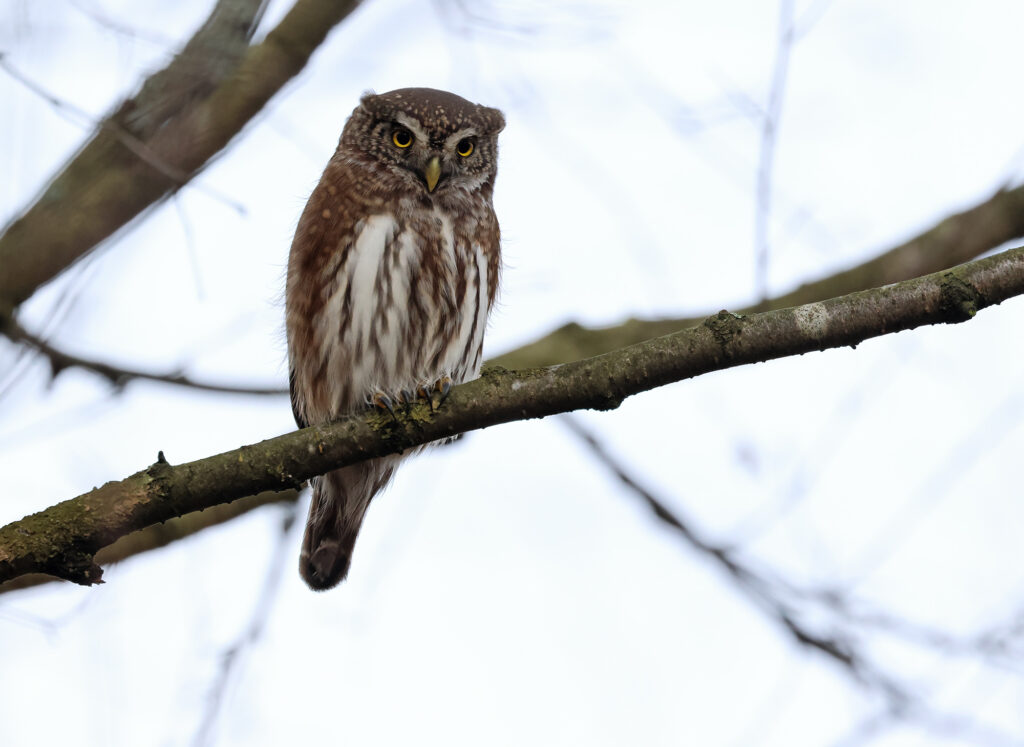 Sparvuggla (Pygmy Owl) vid Gunnestorps mosse, Hisingsparken