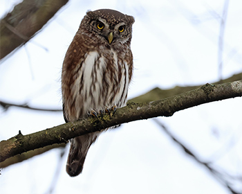 Sparvuggla (Pygmy Owl) vid Gunnestorps mosse, Hisingsparken i Göteborg