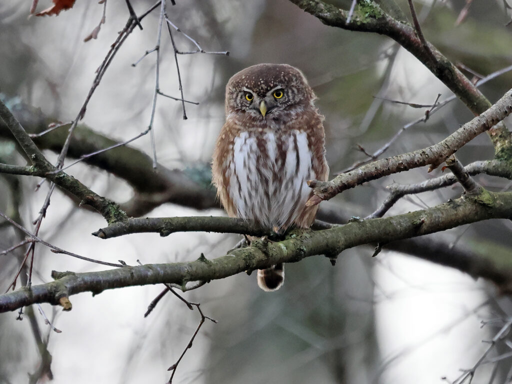 Sparvuggla (Pygmy Owl) vid Gunnestorps mosse, Hisingsparken