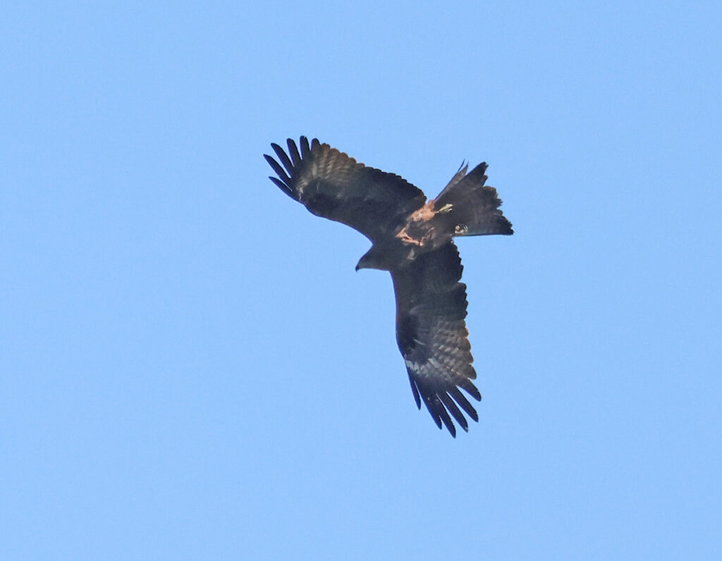 Brunglada (Black Kite) vid Högryd i Halland