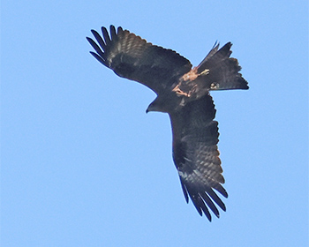 Brun glada (Black Kite) vid Högryd, Halland