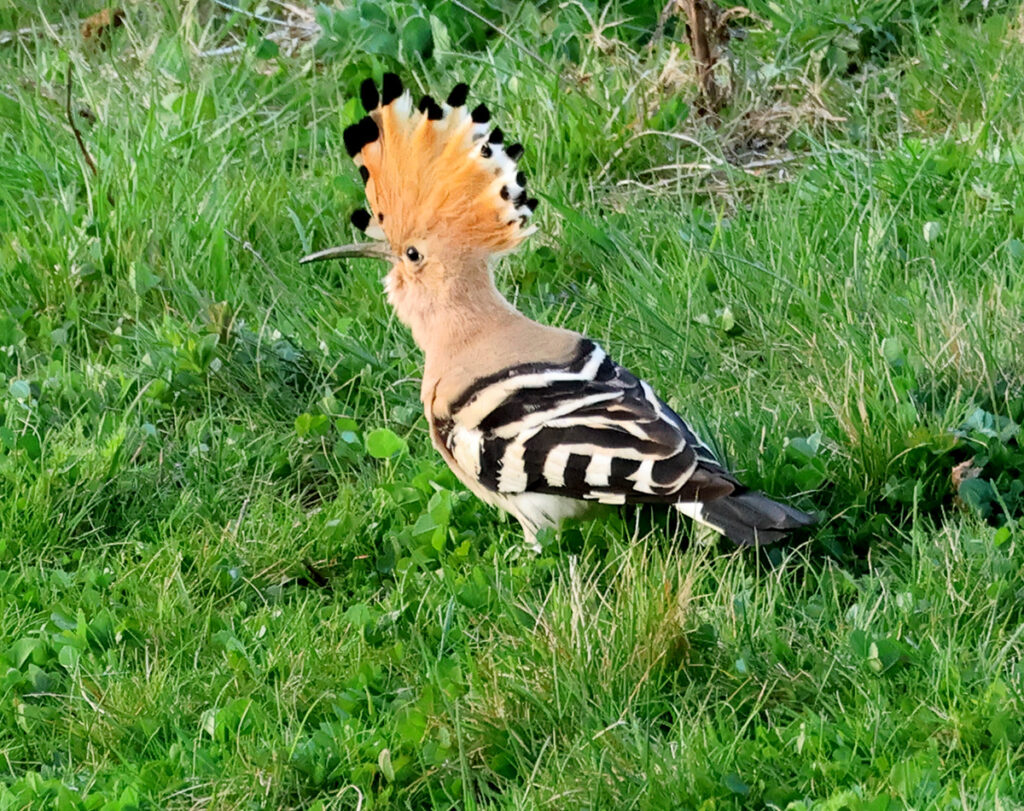 Härfågel (Hoopoe) vid Torslanda golfbana