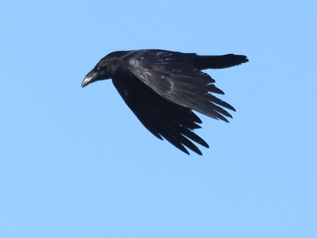 Korp (Raven) vid Hjälms våtmark, Kungsbacka