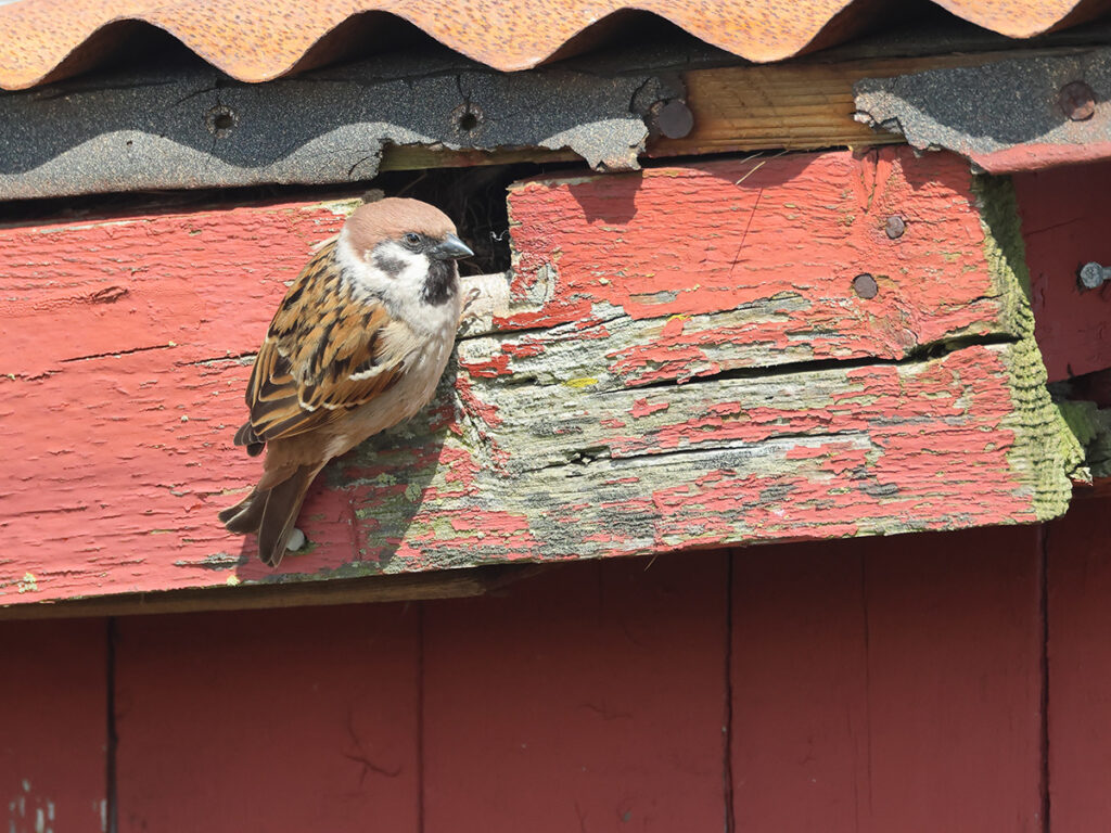 Pilfink (Tree Sparrow) vid Morups Tånge, Halland