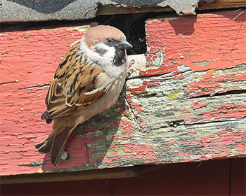 Pilfink (Tree Sparrow) vid Morups Tånge Fyr, Halland