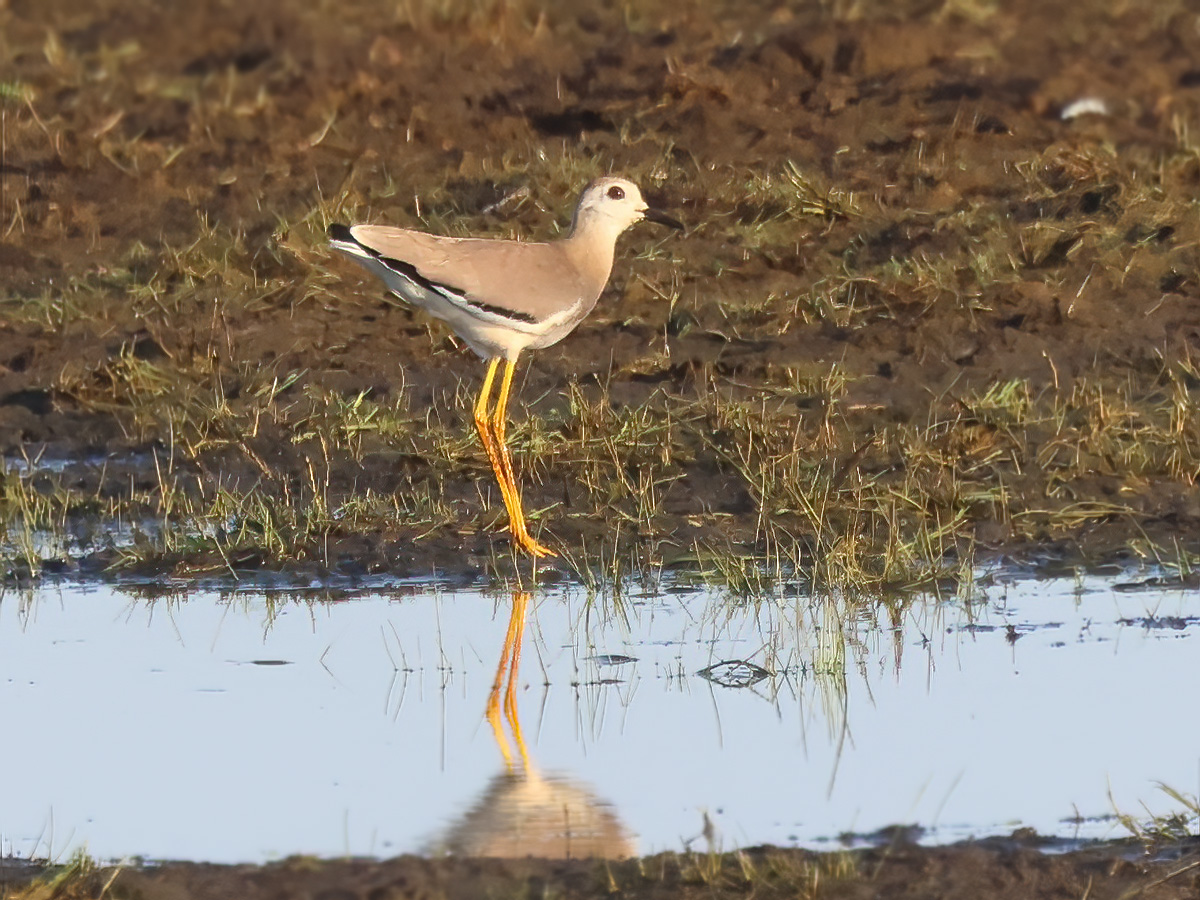 Sumpvipa (White-tailed Lapwing) vid Fågeltornsparkeringen, Getterön i Varberg