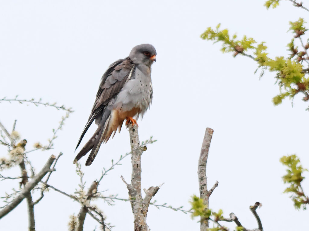 Aftonfalk (Red-footed Falcon) vid Sibyllas, Ottenby, södra Öland