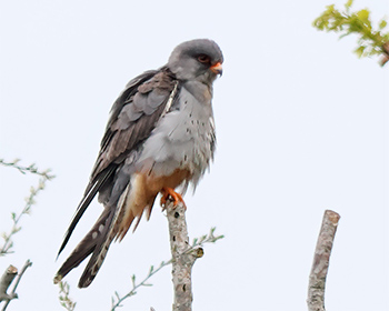 Aftonfalk (Red-footed Falcon) vid Sibyllas Ottenby, Öland